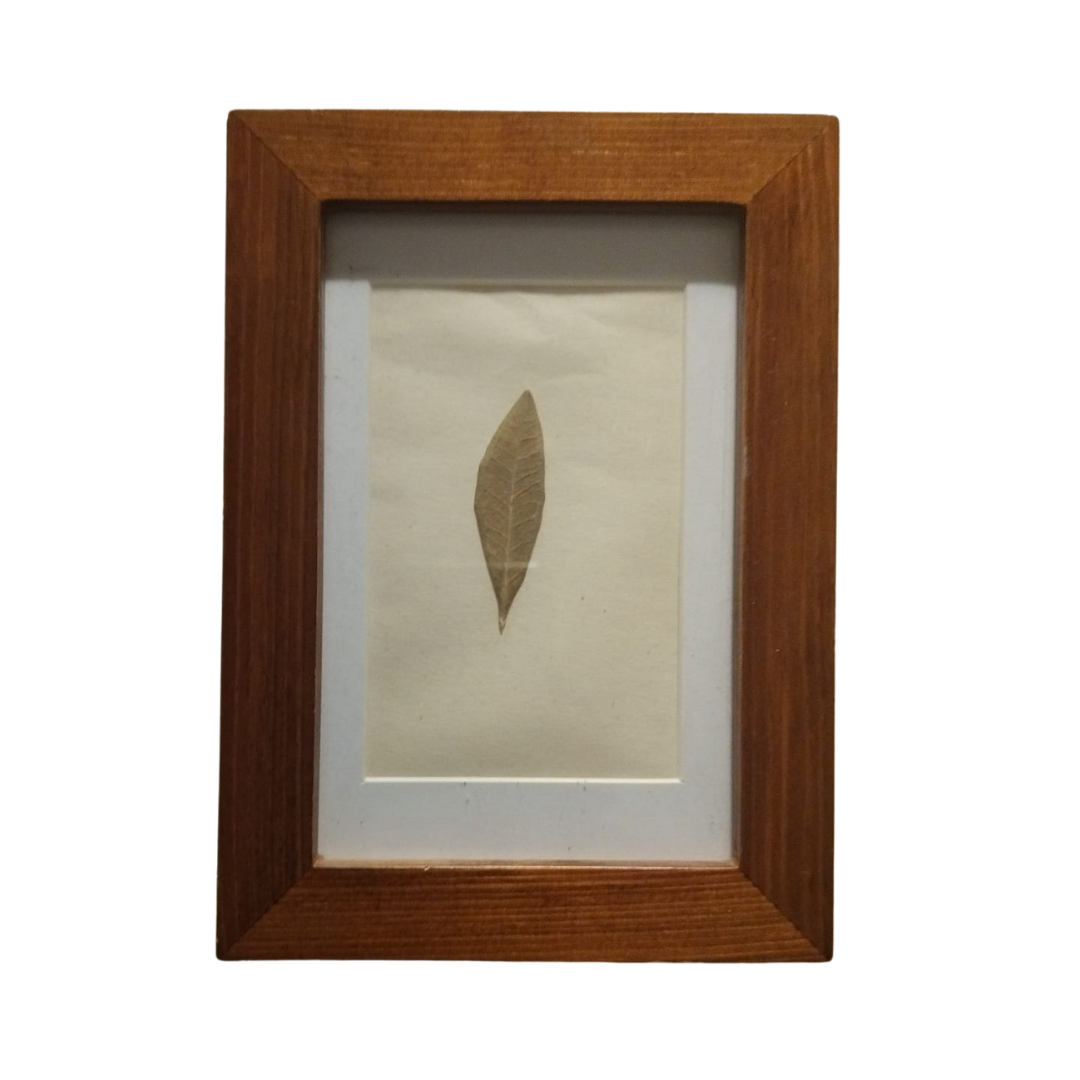 Ser parte de un mito - La flor de Odiseo 